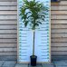 Gaštan jedlý (Castanea Sativa) ´BOUCHE DE BETIZAC´ - výška: 150-170 cm, obvod kmeňa: 4/6 cm, kont. C6L